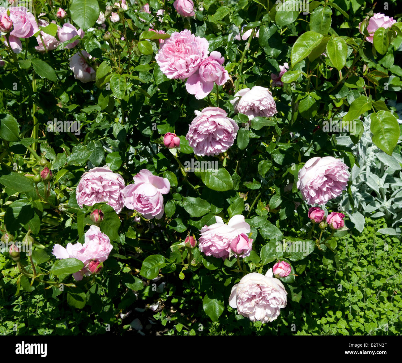 Rosa `Charles Rennie Mackintosh Ausren` Stock Photo
